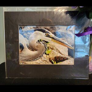 Great Blue Heron Close Up Photography Print with Black Matte Frame - 8x10